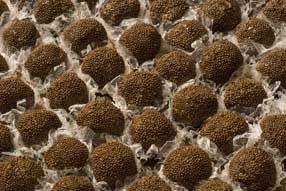 Brigadeiro