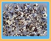Brigadeiro Crocante